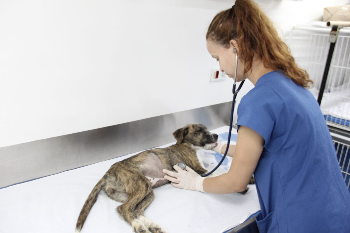 Castração gratuita de cães e gatos em Barueri Alphaville.