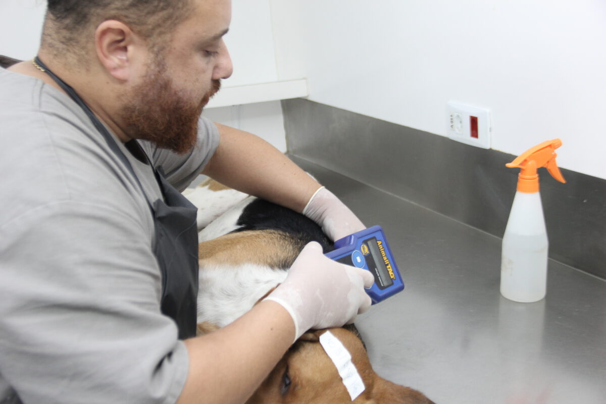 Castração gratuita cães e gatos pets Barueri Alphaville