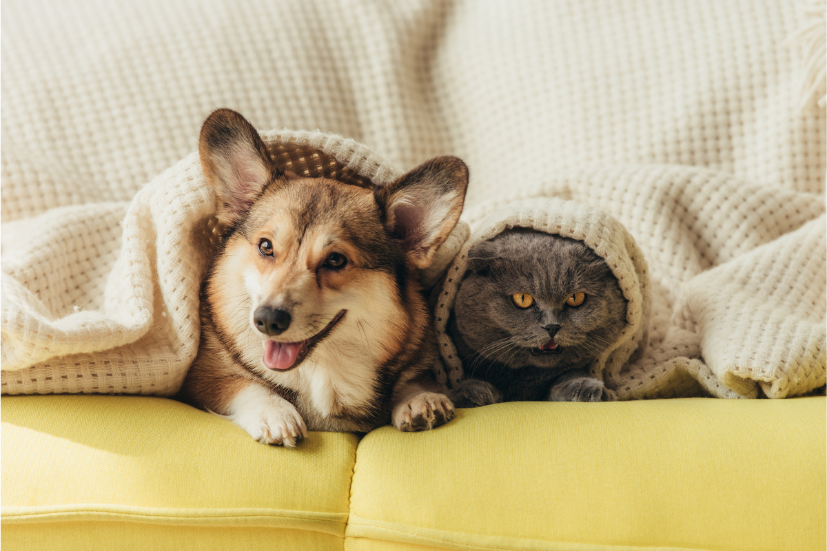 castração gratuita de pets Barueri Alphaville cães e gatos