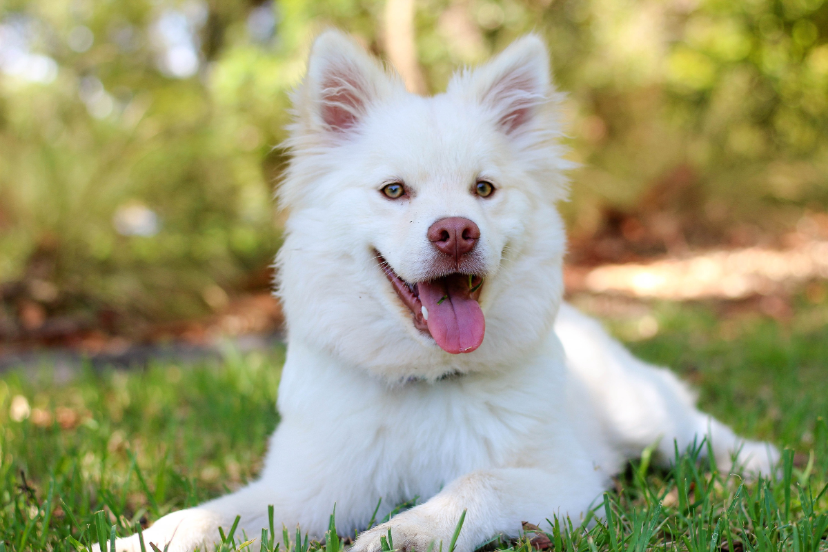 Semana de Prevenção da Leishmaniose Visceral acontece de 7 a 11/8 Barueri Alphaville pets