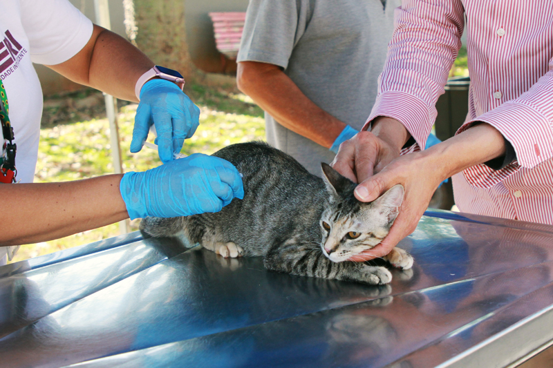 Pets: confira agenda para castração e vacinação contra raiva em Barueri