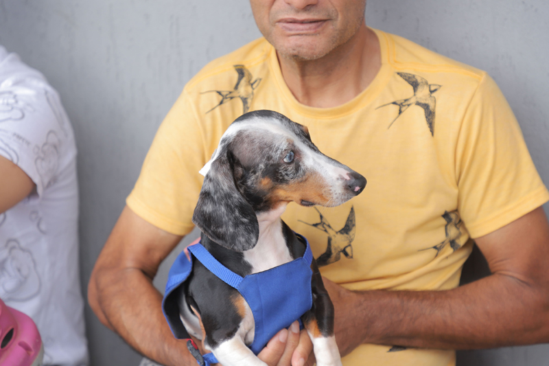 Feiras de adoção de pets retornam dia 5 de janeiro em Barueri