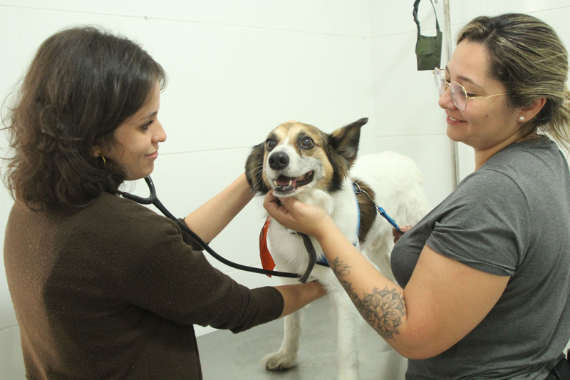 Castração de pets em Barueri: agendamento será na quarta-feira, dia 8