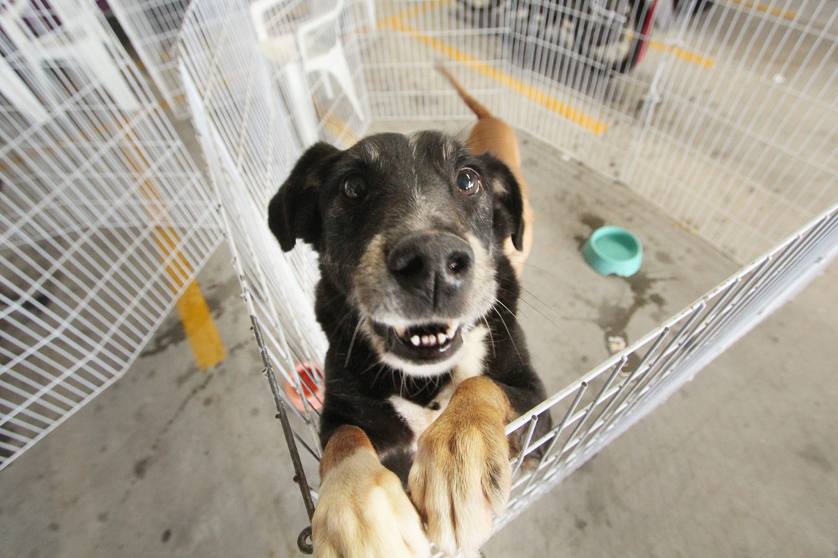 Feiras de adoção de pets em Barueri: confira a agenda de julho a outubro