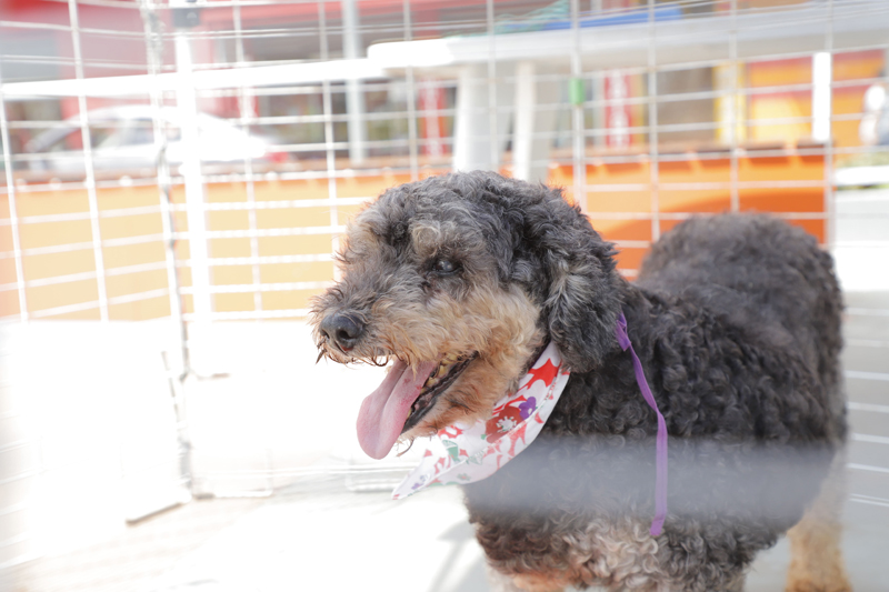 Feiras de adoção de pets começam dia 8 em Barueri