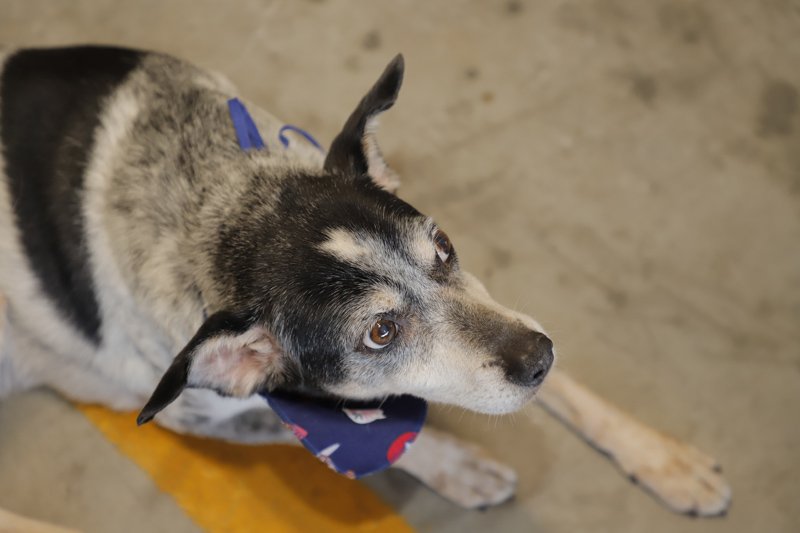 Feira de adoção de pets em Barueri: agenda de abril
