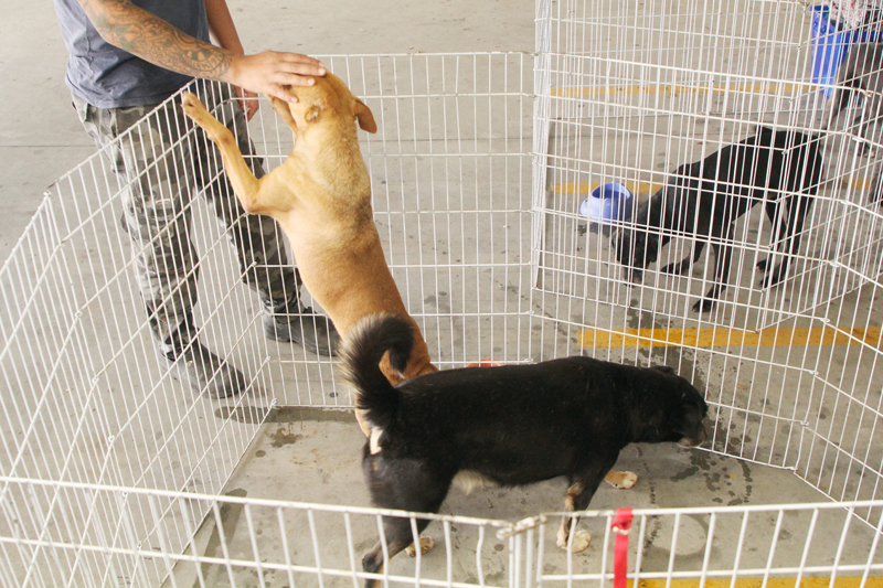 Barueri promove Feiras de Adoção de Pets em junho