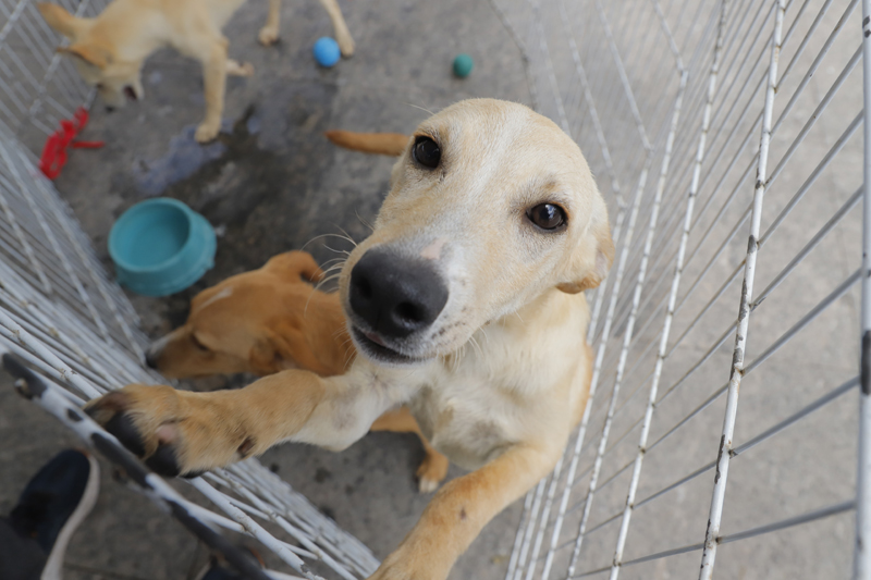 Começam as feiras de adoção de pets de julho em Barueri