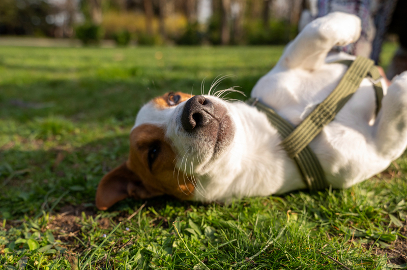 Parque Ibirapuera recebe Festival Pet neste final de semana