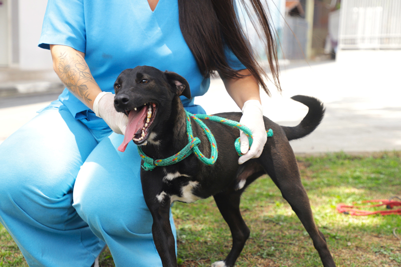 Cepad II: conheça o local que salva animais em Barueri