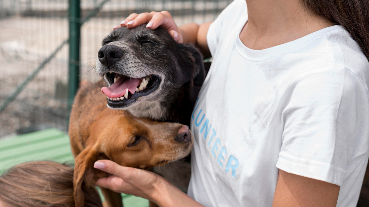 Feiras de adoção de pets de fevereiro começam no dia 1º em Barueri