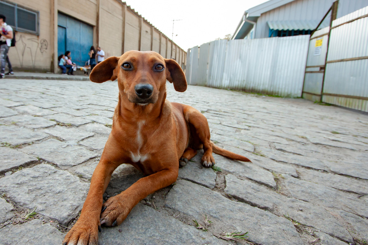 Maus-tratos a animais: como fazer denúncias online no estado de São Paulo