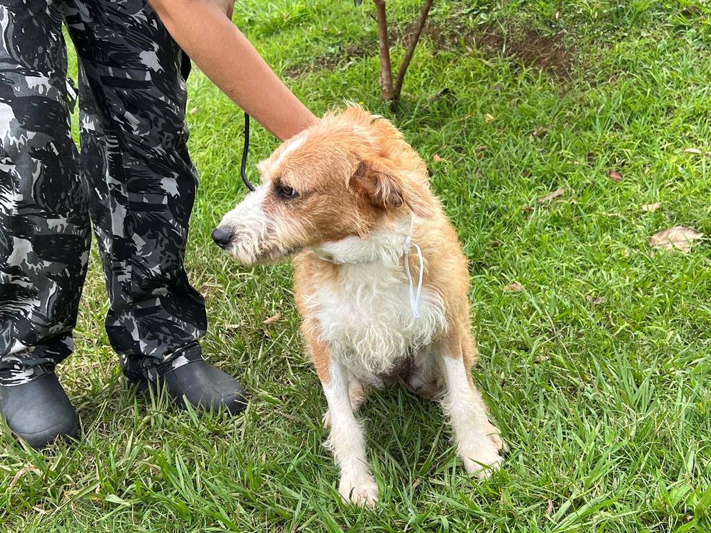 Feiras de adoção de pets de março acontecem em 11 endereços