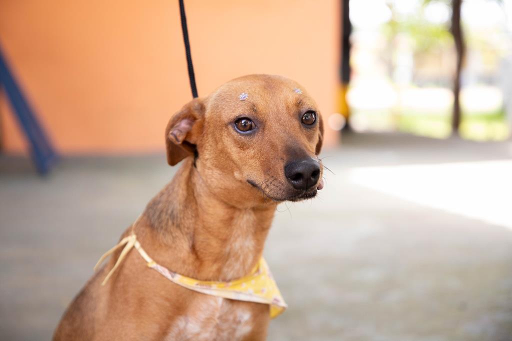 Feiras de adoção de pets de abril começa no dia 1º em Barueri