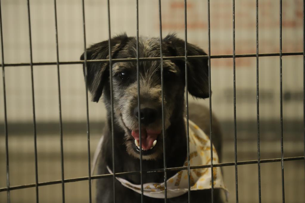 Em julho, Barueri promove 23 feiras para adoção de pets
