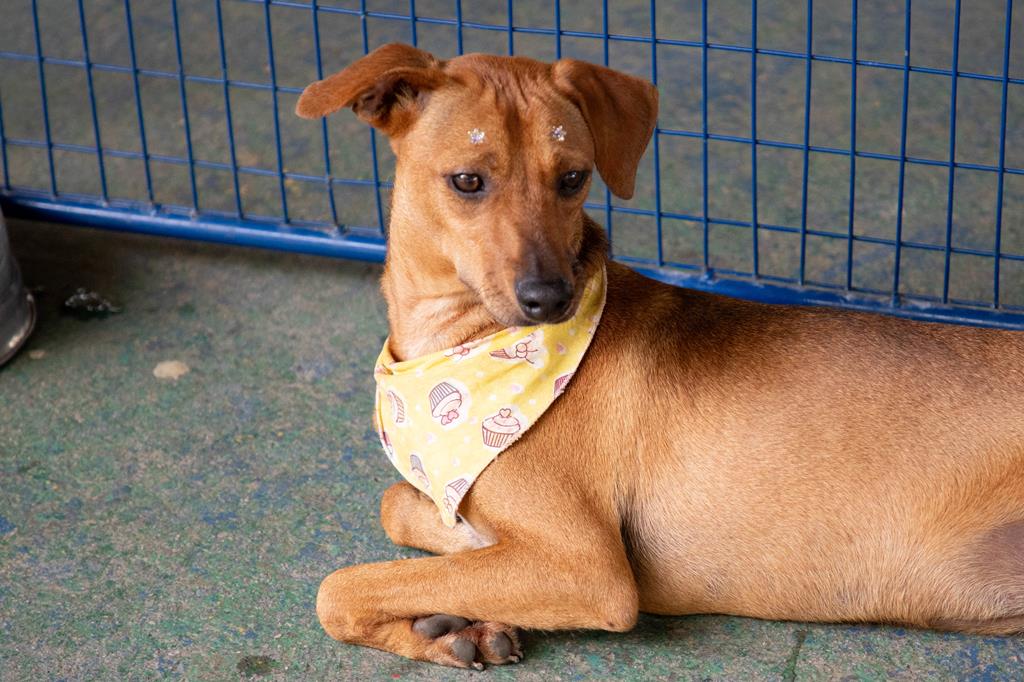 Feiras de adoção de pets começam no dia 3, em Barueri
