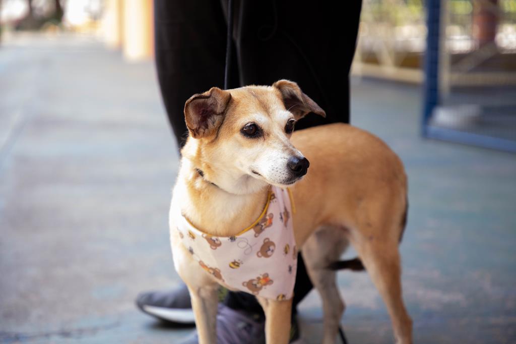 Feiras de adoção de pets começam no dia 3, em Barueri