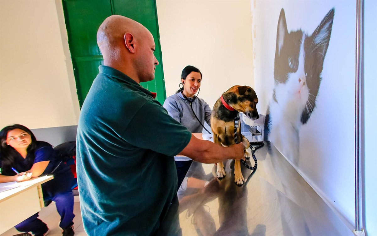 Saúde animal: Parnaíba oferta consultas gratuitas em clínicas credenciadas